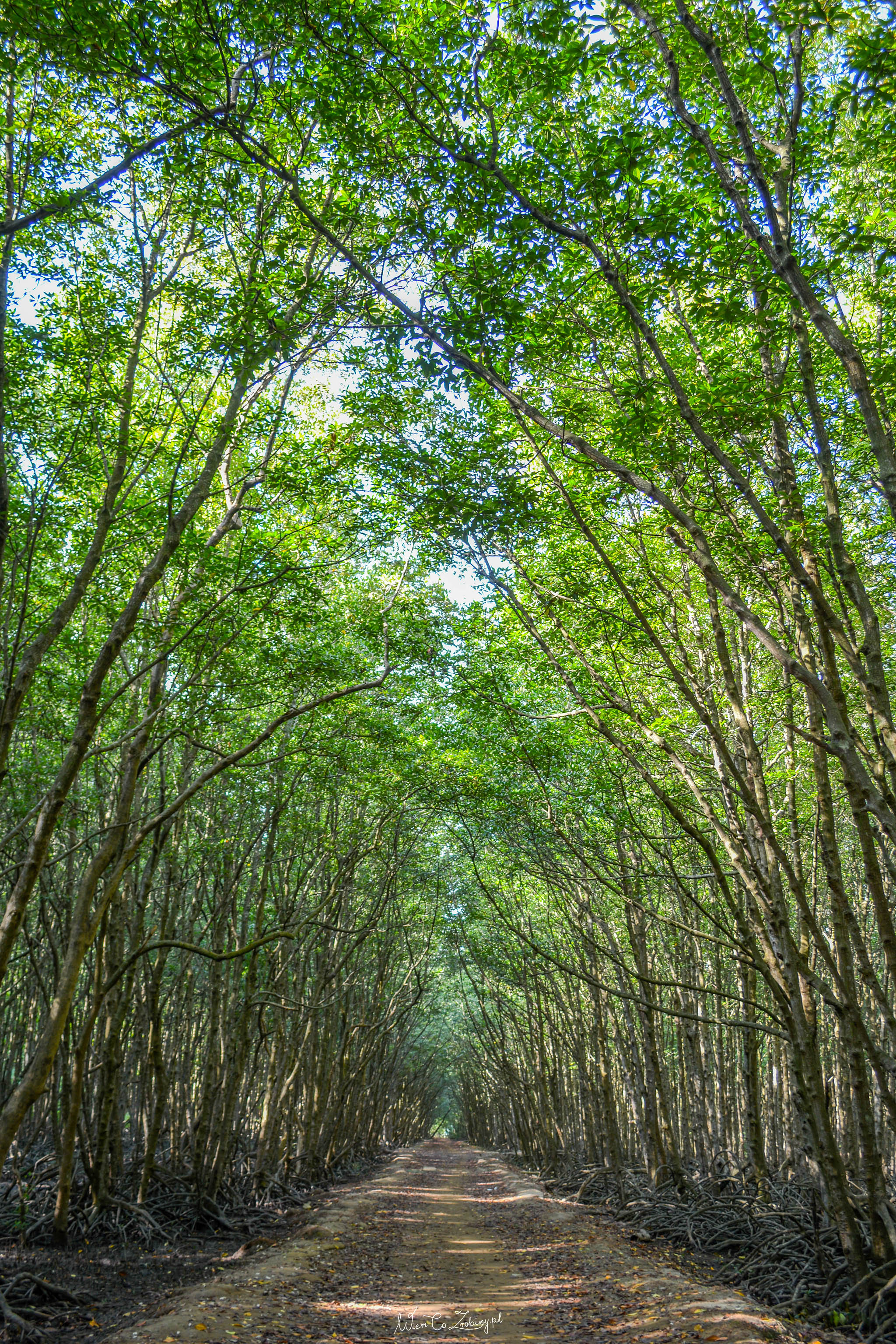 Las namorzynowy, Wietnam.